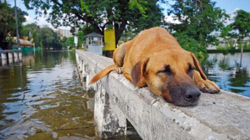 Cet homme a recueilli chez lui 300 animaux errants lors de l’ouragan Delta au Mexique