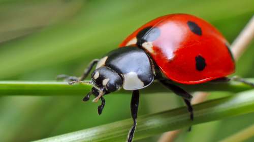 Le saviez-vous ? Les coccinelles sont carnivores