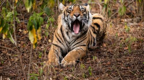 Le saviez-vous ? Il n’y a pas de tigres sauvages en Afrique