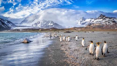 La dérive du plus grand iceberg au monde menace des milliers de manchots dans l’Atlantique Sud