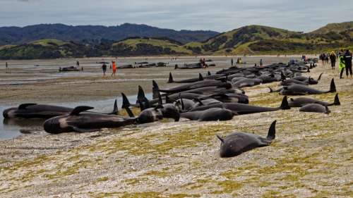 Hécatombe : Une centaine de dauphins-pilotes meurent échoués en Nouvelle-Zélande