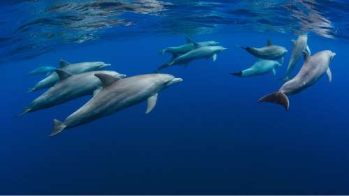Avant de plonger, les dauphins adaptent leur rythme cardiaque pour économiser l’oxygène