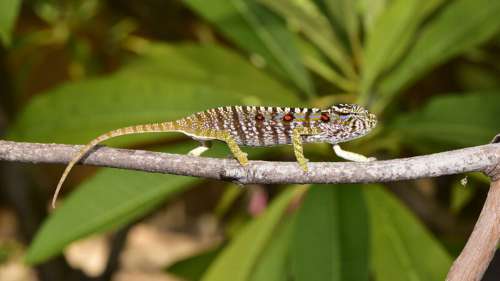 Une espèce de caméléon aperçue à Madagascar pour la première fois depuis 1913