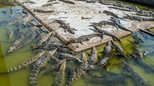 Abominable : Hermès va construire une grande ferme d’élevage de crocodiles pour créer des sacs