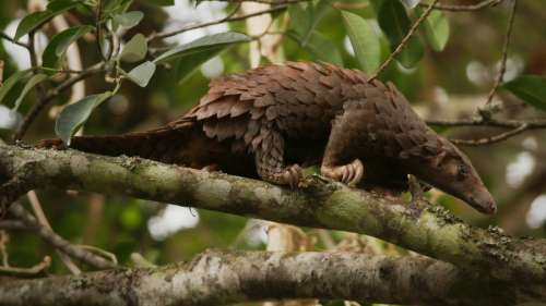 Trafic d’espèces sauvages : Plus de 45 000 animaux ont été saisis par Interpol dans 103 pays