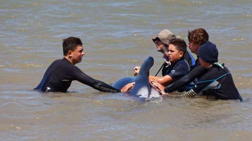 120 dauphins-pilotes échoués ont été sauvés grâce à une mobilisation extraordinaire au Sri Lanka