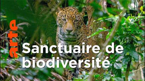 Découvrez le fabuleux patrimoine naturel du Costa Rica devenu un sanctuaire pour les animaux