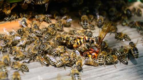 Pour se défendre face aux frelons, les abeilles utilisent des excréments d’animaux