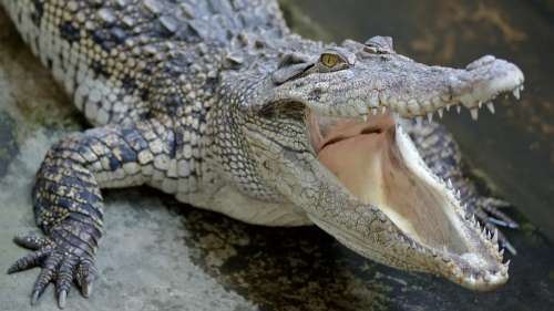 Le saviez-vous ? Le crocodile a la morsure la plus puissante du monde