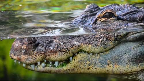 Comment différencier un crocodile, un alligator et un caïman ?