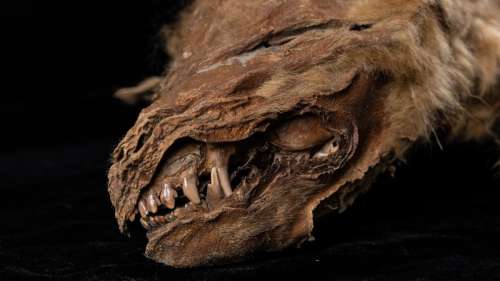 Découverte d’un louveteau momifié vieux de 57 000 ans et parfaitement conservé au Canada