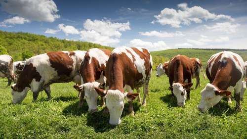 La viande bio a le même impact sur le climat que la viande conventionnelle