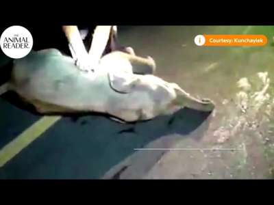 Ce Thaïlandais a sauvé la vie de ce bébé éléphant renversé sur la route avec un massage cardiaque
