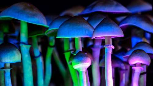 Un homme s’injecte du thé hallucinogène… des champignons se développent dans son sang