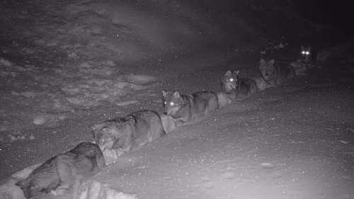 Observez cette meute de loups se déplacer en file indienne en pleine nuit dans la neige