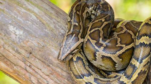 La Floride projette d’encourager la consommation de pythons, une espèce invasive