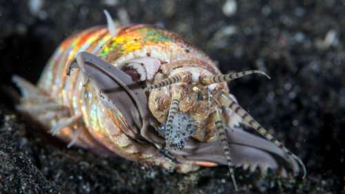 Des vers carnivores géants hantaient autrefois les fonds marins