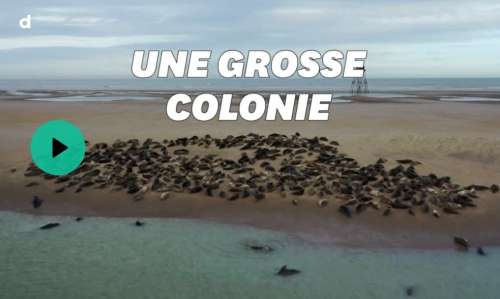 Une colonie impressionnante de 250 phoques s’installe sur une plage française