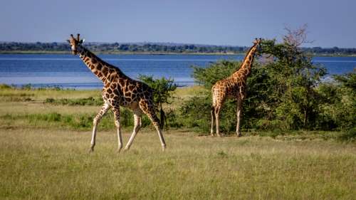 Trois girafes d’une espèce rare tuées par des lignes électriques dans une réserve kényane