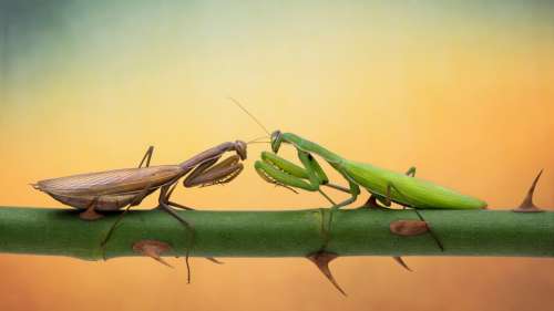 Les mâles mantes se battent contre les femelles pour s’accoupler, mais se font manger s’ils perdent