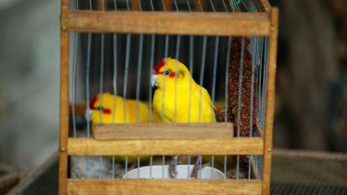 Le marché aux oiseaux à Paris va enfin fermer ses portes