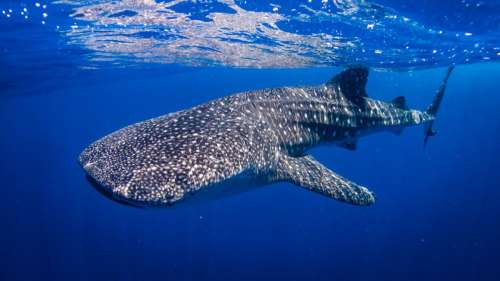 Les requins-baleines sont en mesure de faire repousser leurs tissus endommagés à l’identique