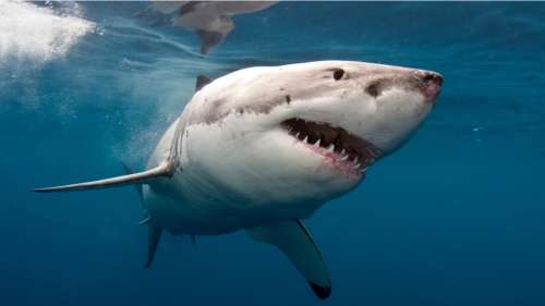 Les requins blancs forcés de changer d’habitat à cause du réchauffement climatique