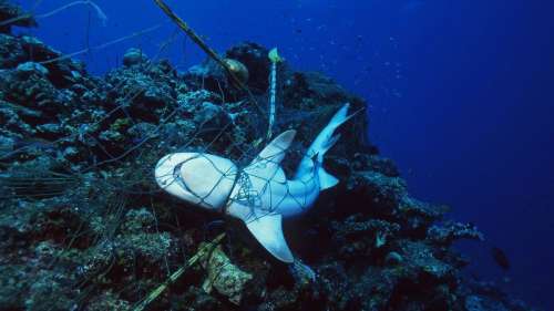 71 % des requins et des raies ont disparu des océans en seulement 50 ans