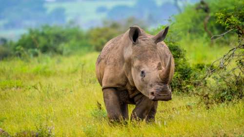 Des puces radioactives injectées dans les cornes des rhinocéros pour lutter contre le braconnage
