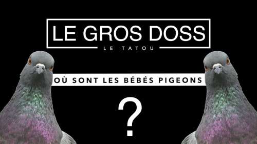 Voici pourquoi on ne voit jamais de bébés pigeons