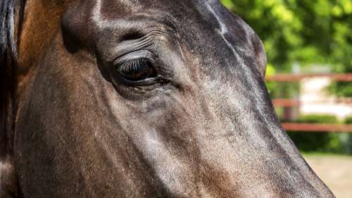 Les chevaux menacés par « la pire pandémie en Europe depuis des décennies »