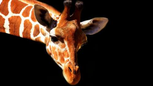 Une mutation génétique des girafes pourrait aider à traiter les maladies cardiaques chez l’Homme