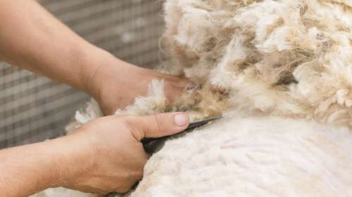 Un mouton sauvage réapparaît 5 ans plus tard avec 35 kilos de laine sur le dos