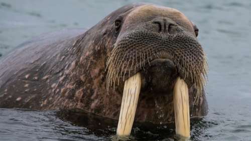 Ce morse arctique fait une sieste sur un iceberg et se réveille… en Irlande