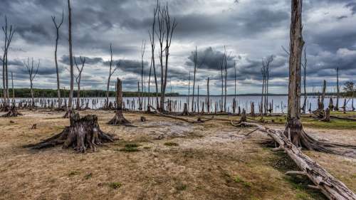 Des forêts fantômes se forment sur toute la côte de la Caroline du Nord