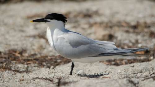 Pour protéger les oiseaux, deux îles bretonnes seront interdites au public