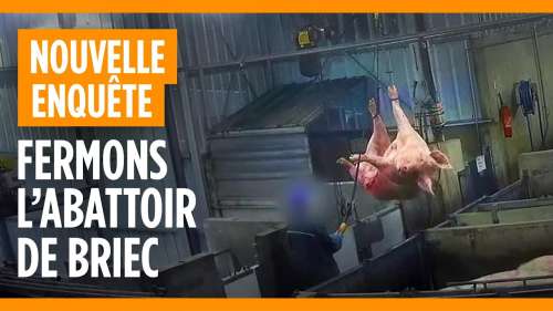 L214 dévoile des images insoutenables d’un abattoir qui fait subir les pires horreurs à des cochons