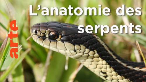 Apprenez-en davantage sur les serpents et leur anatomie dans ce documentaire fascinant