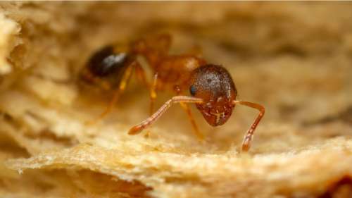 Ce parasite confère aux fourmis une « jeunesse éternelle », mais toute médaille a son revers