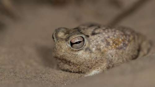 Le saviez-vous ? Même dans le désert, vous pouvez trouver une espèce de grenouille