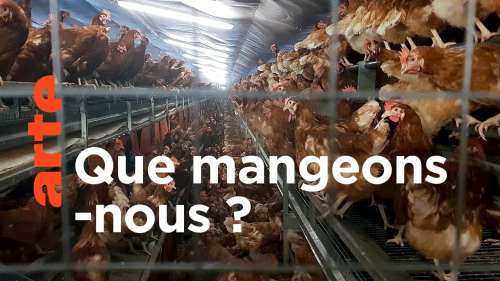 Les poules issues d’élevages intensifs sont exploitées dans des conditions atroces