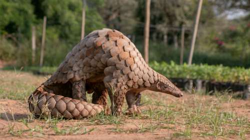 Un Vietnamien reçoit le prix Nobel vert pour avoir sauvé plus de 1 000 pangolins dans son pays