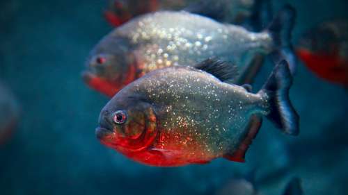 La saviez-vous ? En réalité, les piranhas ne sont pas dangereux pour l’Homme