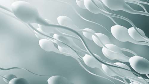 Les spermatozoïdes peuvent survivre 200 ans dans l’espace sans que leur ADN ne soit endommagé