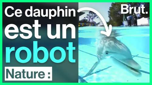 Zoom sur ces delphinariums où les dauphins sont des robots