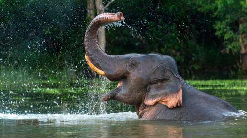 Le saviez-vous ? Les éléphants d’Asie font vibrer leurs lèvres comme des joueurs de trompette