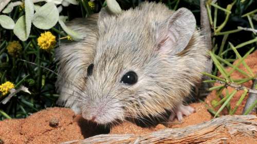 Une souris australienne que l’on croyait éteinte depuis 125 ans vient d’être redécouverte