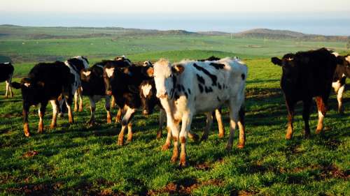 Le saviez-vous ? On peut trouver un aimant dans la panse des vaches