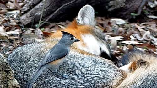 Ces oiseaux intrépides n’hésitent pas à voler les poils de prédateurs pour bâtir leur nid