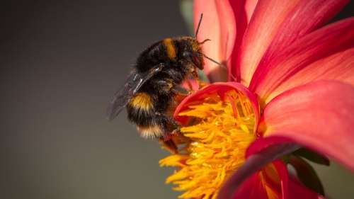 Une étude confirme que les abeilles « dopées » à la caféine sont plus efficaces